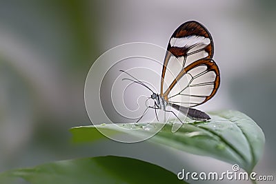 Beautiful Glasswing Butterfly Greta oto on a leaf with raindrops in a summer garden. In the amazone rainforest in South America. Stock Photo