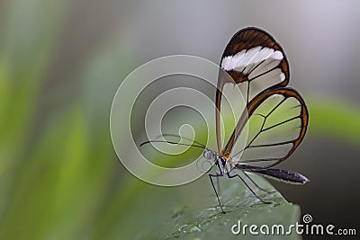 Beautiful Glasswing Butterfly Greta oto on a leaf with raindrops in a summer garden. In the amazone rainforest in South America. Stock Photo