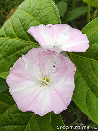 Beautiful glorious pink white flower nice looking flower Stock Photo