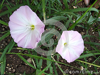 Beautiful glorious pink white flower nice looking flower Stock Photo