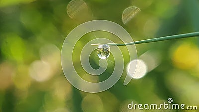 Beautiful Glow Green Dew Stock Photo