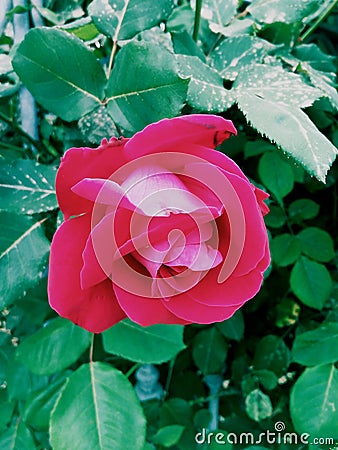 The enchanted glowing pink rose! Stock Photo