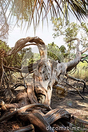 Gnarly tree in the swamplands Stock Photo