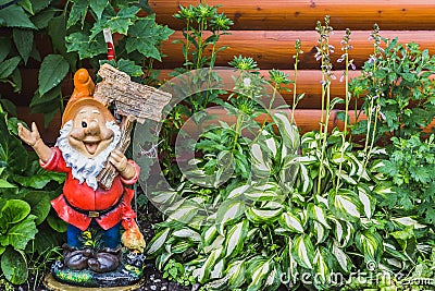 A beautiful gnome garden figure and green and white leaves of hosta plants with blue flowers on a brown wooden Stock Photo