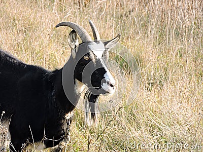 Beautiful goat Stock Photo