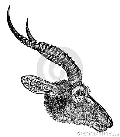 Beautiful Goat, vintage illustration Vector Illustration