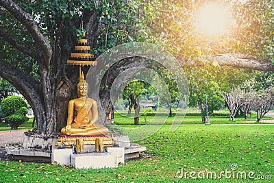 Beautiful gold color Buddha statue sitting under bodhi tree with sun light background, copy space Stock Photo