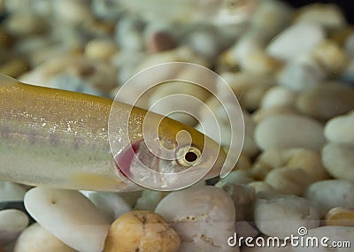 Gold rainbow trout fish in close up at a fish tank. Stock Photo
