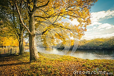 Beautiful, golden autumn scenery with trees and golden leaves in the sunshine in Scotland Stock Photo