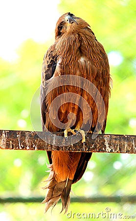 Beautiful Golden Eagle rotating head Stock Photo