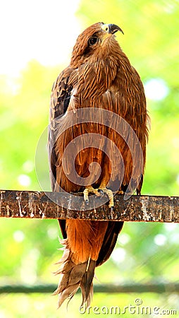 Beautiful Golden Eagle rotating head Stock Photo