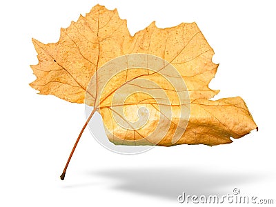 Beautiful golden Fall leaf isolated in white Stock Photo