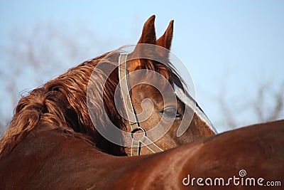 Beautiful golden horse portrait looking back Stock Photo