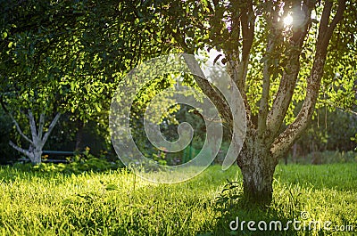 beautiful golden hour in the garden Stock Photo