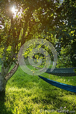 Beautiful golden hour in the garden Stock Photo