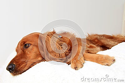 Beautiful Golden Irish dog looking sad and lonely Stock Photo