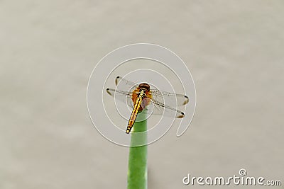 An isolated beautiful golden dragonfly on an Aloe Vera leaf Stock Photo