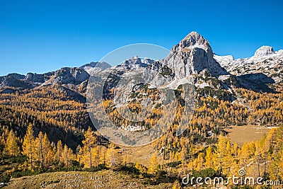 Golden larches in mountains Stock Photo