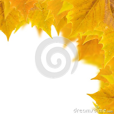 Beautiful golden leaves Stock Photo