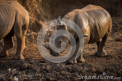 A beautiful golden portrait of a small wet baby white rhino Stock Photo