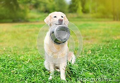 Beautiful Golden Retriever dog holding in teeth bowl on grass Stock Photo
