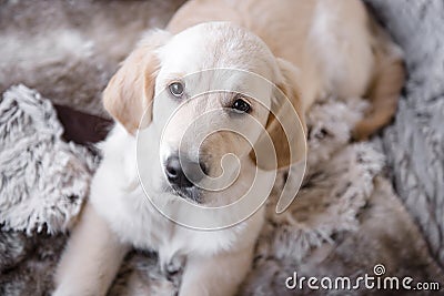 Female golden retriever puppy dog with innocent look in eyes Stock Photo