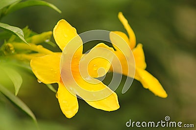 Beautiful golden trumpet flower stock images Stock Photo