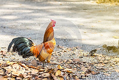 Beautiful and healthy thai with chick walking on ground Stock Photo