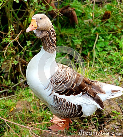 Beautiful goose Stock Photo