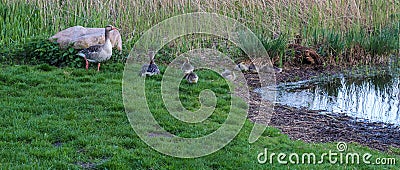 Beautiful goose birds with some small baby birds at a lake Stock Photo