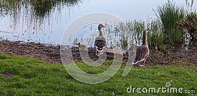 Beautiful goose birds with some small baby birds at a lake Stock Photo