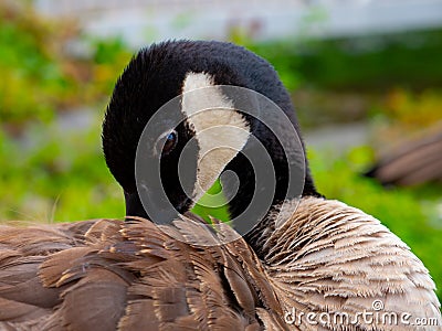 Beautiful Goose Stock Photo