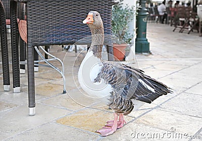 Beautiful goose at Gaios Paxos island Greece Stock Photo