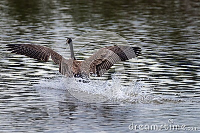 Beautiful Goose Landing in Water Stock Photo