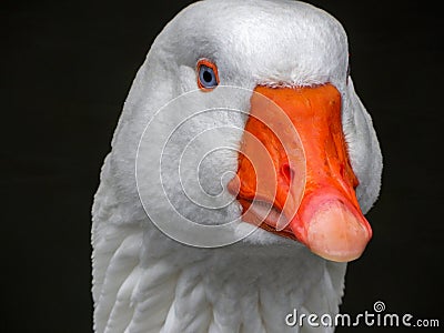 A Beautiful Goose portrait Stock Photo