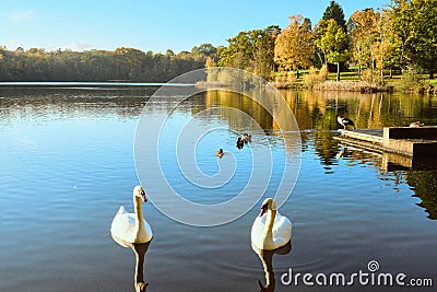 2 Beautiful goose on a pound with reflection Stock Photo