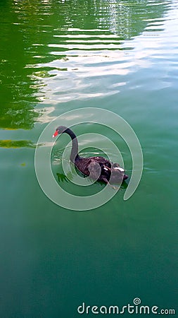 Beautiful goose swimming in the lake Stock Photo