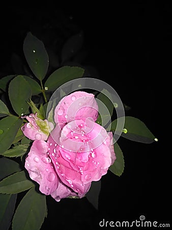 Beautiful gorgeous superb pink rose Stock Photo