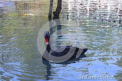 a beautiful and graceful black swan swims on the lake Stock Photo