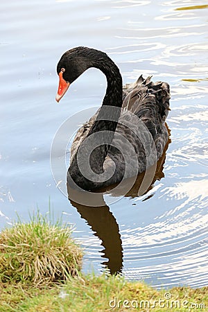 Beautiful and graceful black swan on the water Stock Photo
