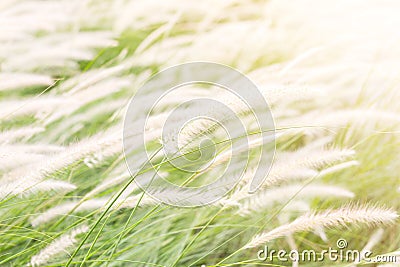 Beautiful grass flower (poaceae),Naturally beautiful flowers in Cartoon Illustration