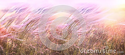 Beautiful grass in meadow, silky, softness high grass in sunset Stock Photo