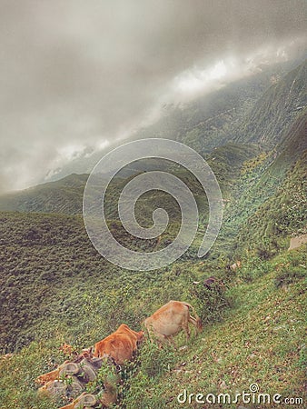 A beautiful grass with nacher beckgrau maintain view Stock Photo