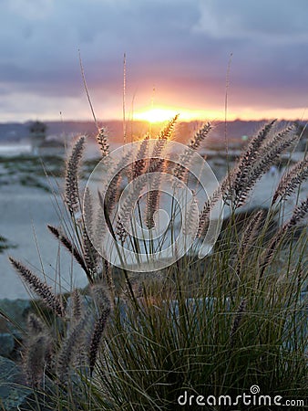 Beautiful grass at the sunset - San Diego - USA Stock Photo
