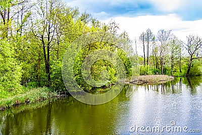 Beautiful grass swamp reed growing on shore reservoir in countryside Stock Photo