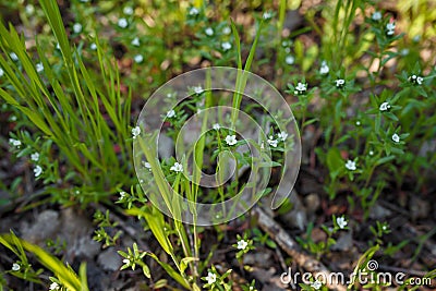 Beautiful grass and tiny white flowers on forest ground, tender spring sprouts, natural background. Soft focused shot Stock Photo