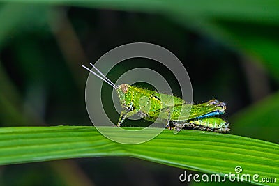 Beautiful grasshopper. Stock Photo