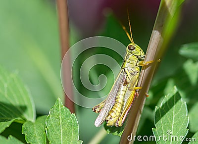 Beautiful Grasshopper on a Dahlia Plant on a Summer Sunny Day Stock Photo