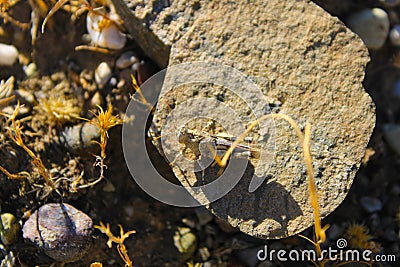 Beautiful grasshopper found in Adiyaman Stock Photo