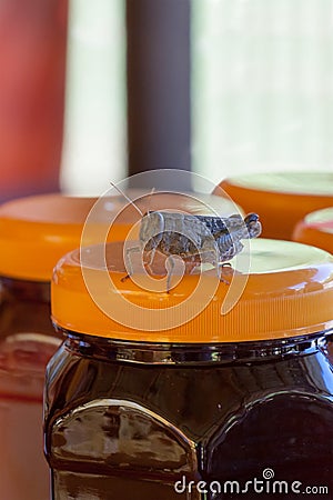 The beautiful grasshopper sits on bank with honey Stock Photo